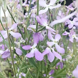 Mathiola for planting in flower bed