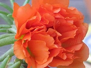Stoppuhr Orange Portulaca Moss Rose seeds for orange blooms