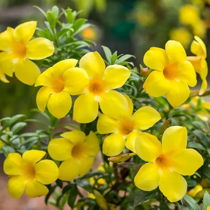 Yellow Allamanda Flower seeds for Planting - Sun Loving, Heirloom & GMO Free Seeds for Home Garden
 
 Sale for planting in home garden