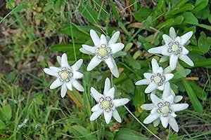 Edelweiss Leontopodium alpinum for planting in alpine garden