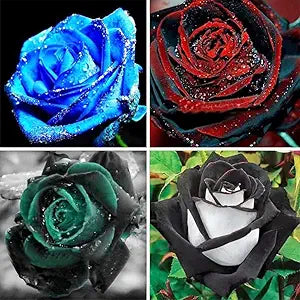 Rose Seeds for Colorful Home Gardens and Floral Arrangements