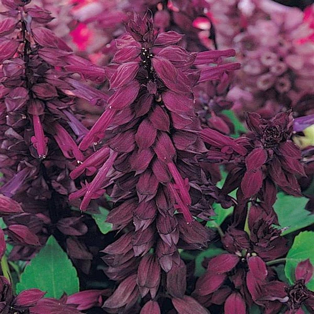 Salvia Vista Lavender seeds for balcony garden planting