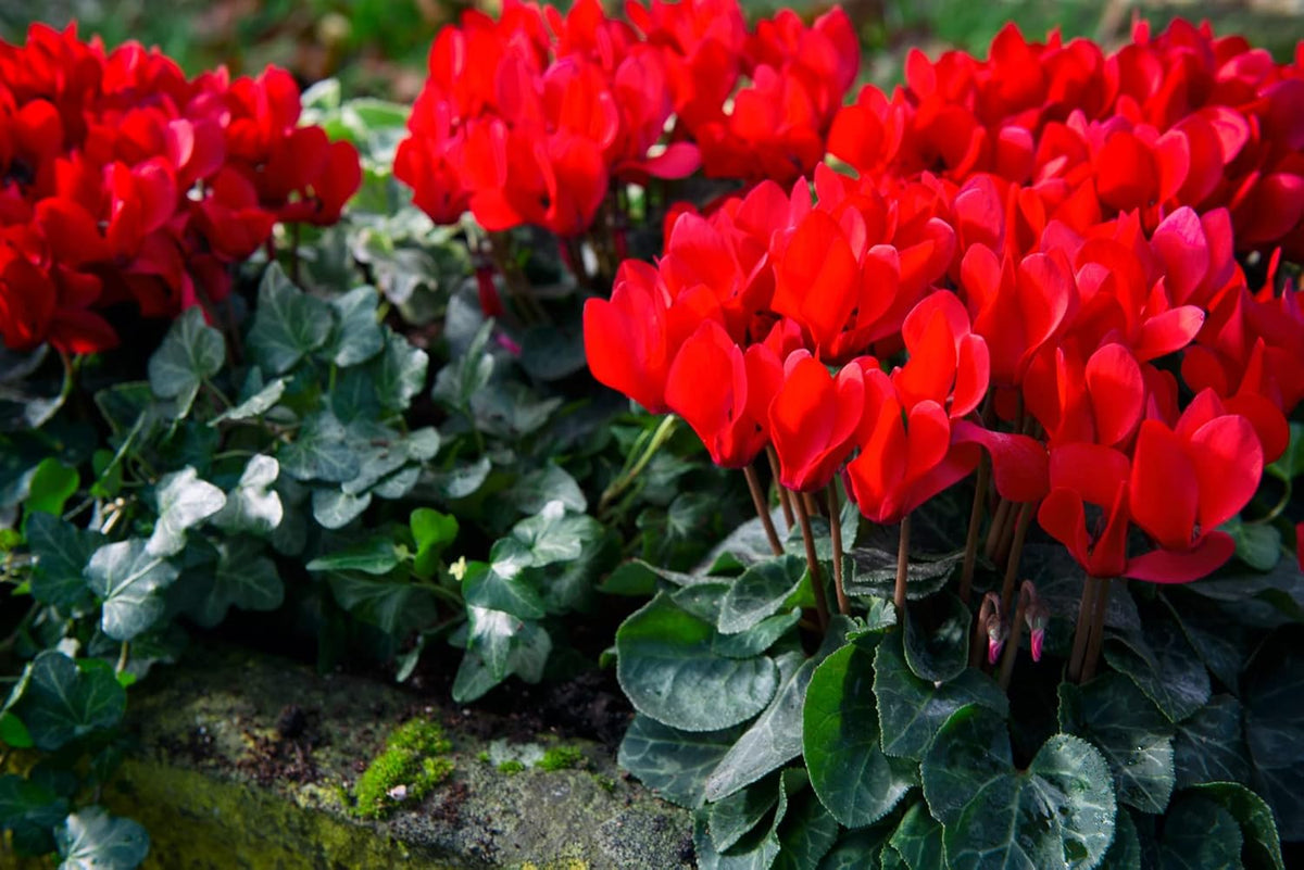 Red Cyclamen Flower seeds for Planting - Colorful Display, Heirloom & GMO Free Seeds for Home Garden
 
 Sale seeds for home garden