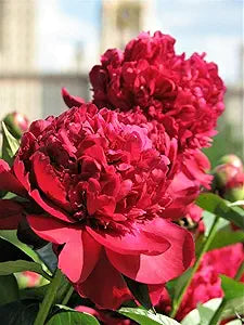 Chinese Peony Paeonia lactiflora for planting in flower bed