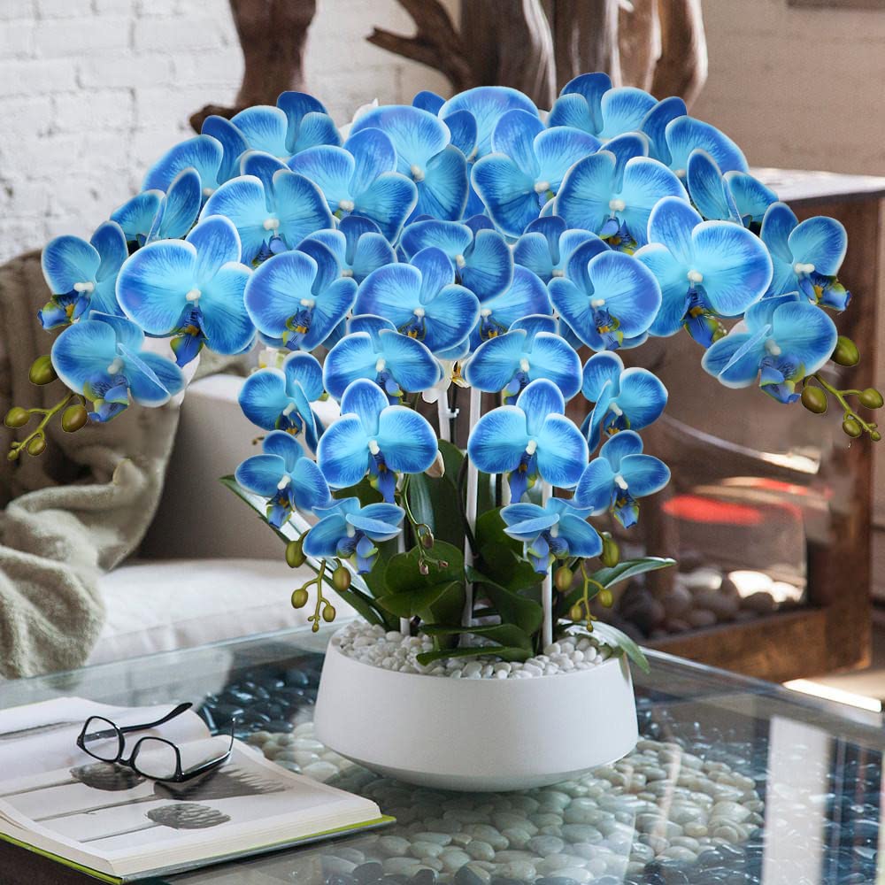 Sky Blue Phalaenopsis Orchid Flower Seeds For Vibrant Indoor Blooms