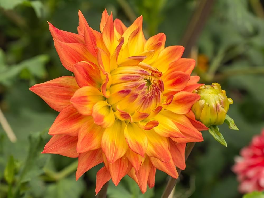 Dahlia Dahlia pinnata for planting in flower bed