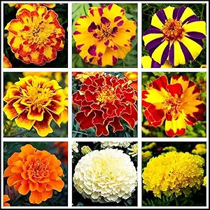 Mixed Marigold Tagetes spp for planting in garden