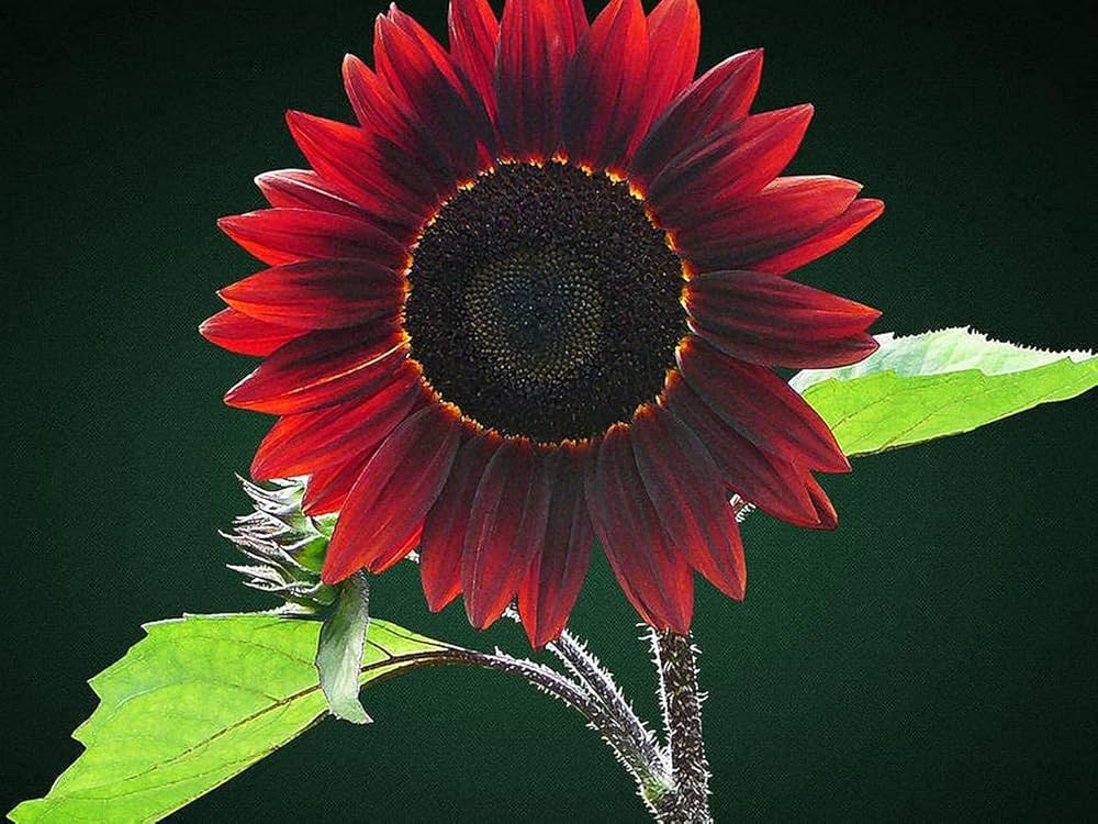 Chocolate Cherry Sunflower Helianthus annuus for planting in garden