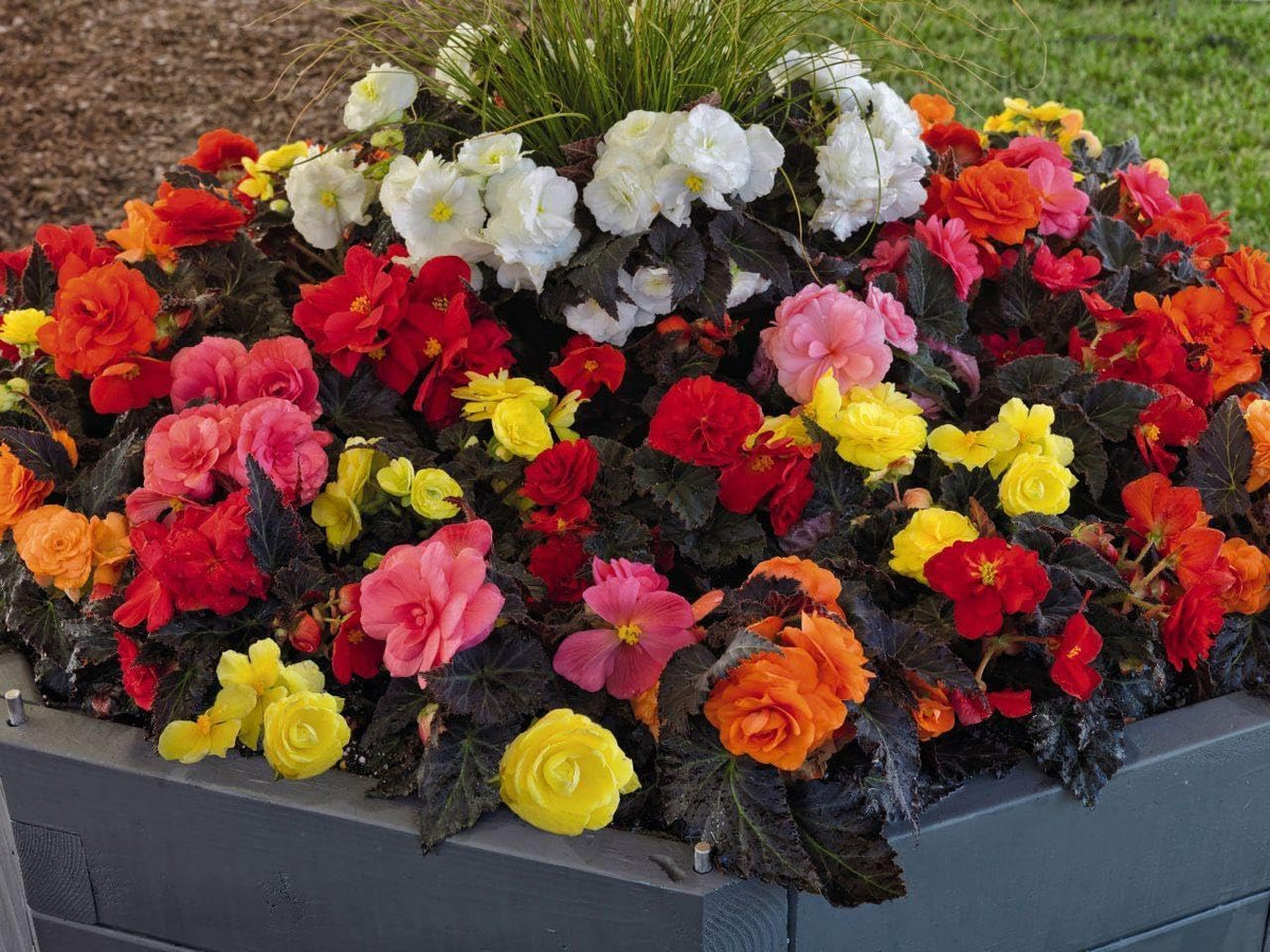 Mixed Begonia Flower seeds for Planting - Drought Tolerant, Heirloom & GMO Free Seeds for Home Garden
 
 Sale seeds for home garden