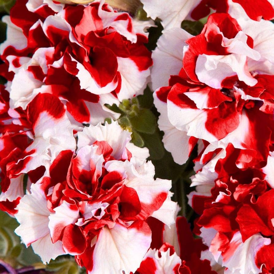 Red White Double Petunia Flower Seeds Planting