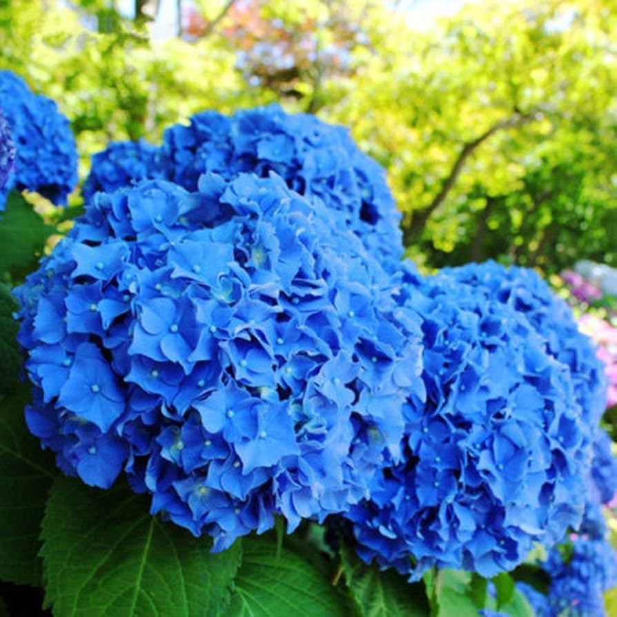 Blue Hydrangea Hydrangea Macrophylla Seeds for planting in flower bed