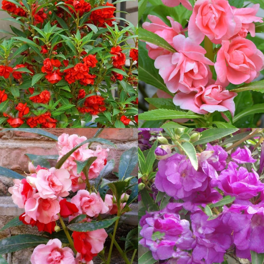 Mixed Impatiens Balsamina Flower Seeds For Easy Planting