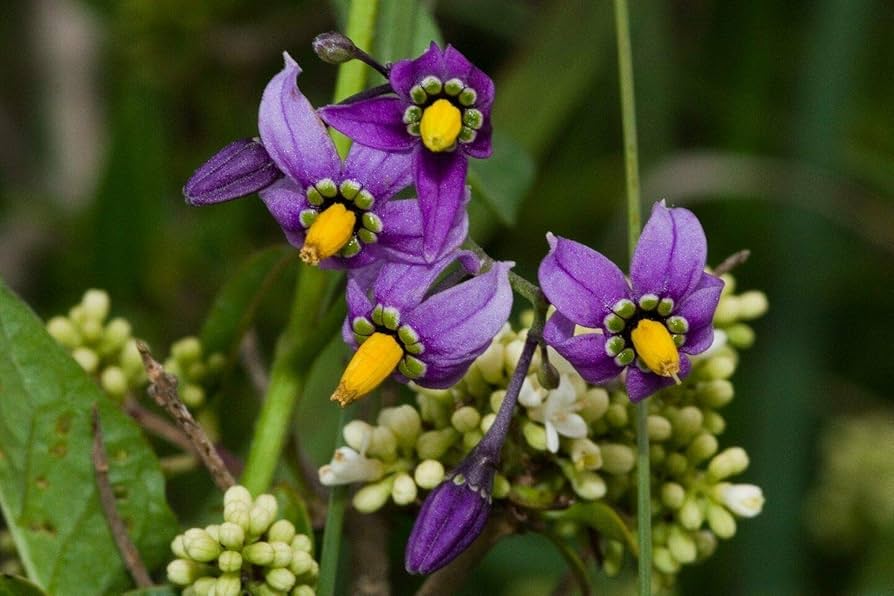 Solanum Dulcamara Flower Seeds Solanum dulcamara for planting in flower bed