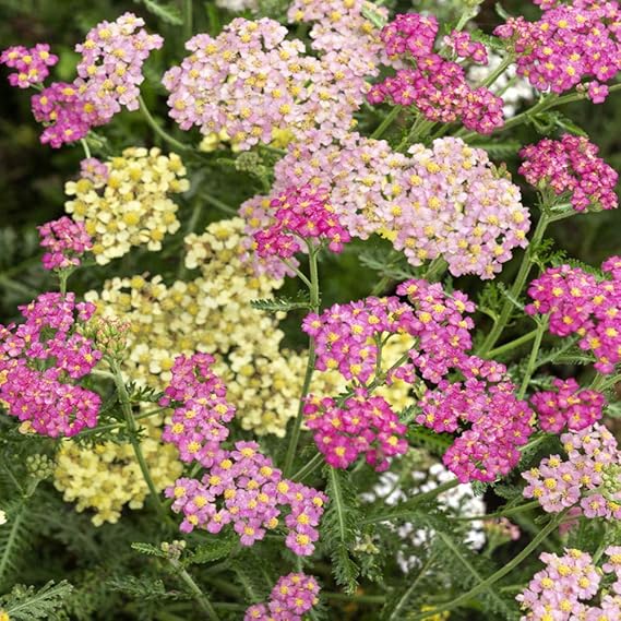 Mixed Yarrow Seeds For Planting Beautiful Flower Gardens