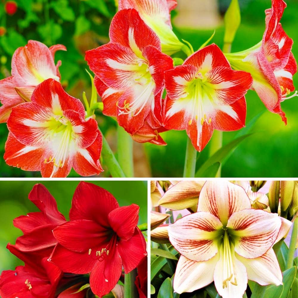 Mixed Amaryllis Flower seeds for Planting Fragrant Blossoms Heirloom & GMO Free Seeds for Home Garden 
 
 Sale for planting in home garden
