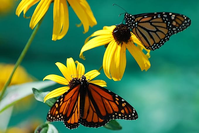 Black Eyed Susan seeds for yellow flowers