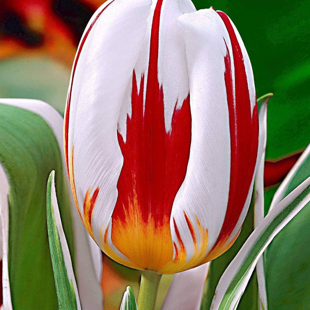 Tulip Tulipa Gesneriana Seeds for planting in flower bed