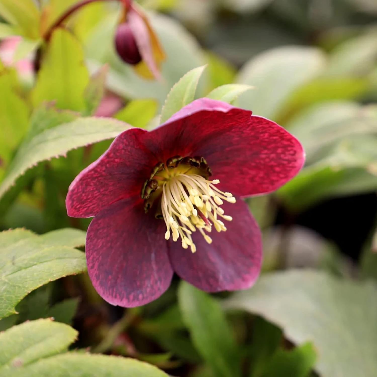 Lenten Rose Seeds Helleborus Orientalis Perennial Flowering Plant Early-Blooming Flowers Tolerate