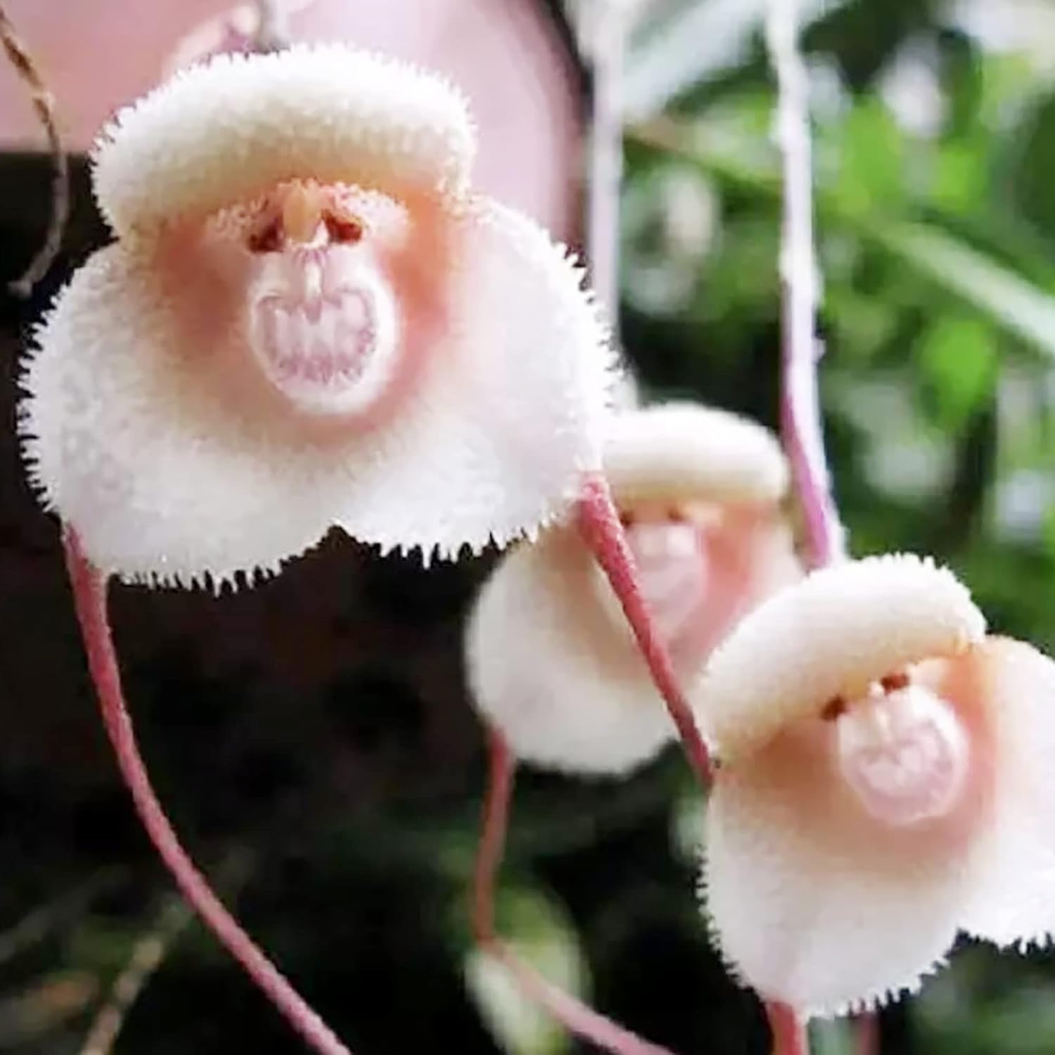 Monkey Face Orchid Flower Seeds Dracula Simia Perennial Non-Gmo Fragrant Indoor Potted Plant Best