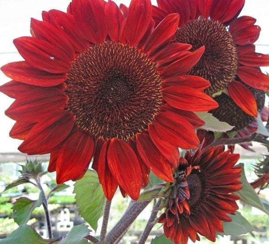 Velvet Queen Sunflower Helianthus annuus seeds for planting in ornamental garden