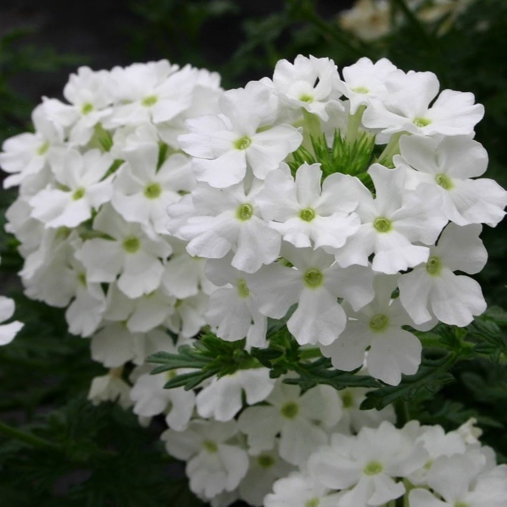 Verbena Hybrida Seeds for planting in flower bed