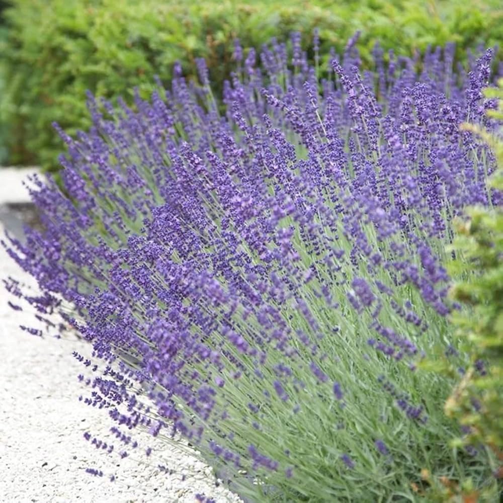 Lavendula Angustifolia for planting in flower bed