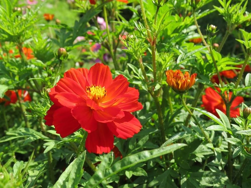 Cosmos Sulphureus Seeds for planting in flower bed