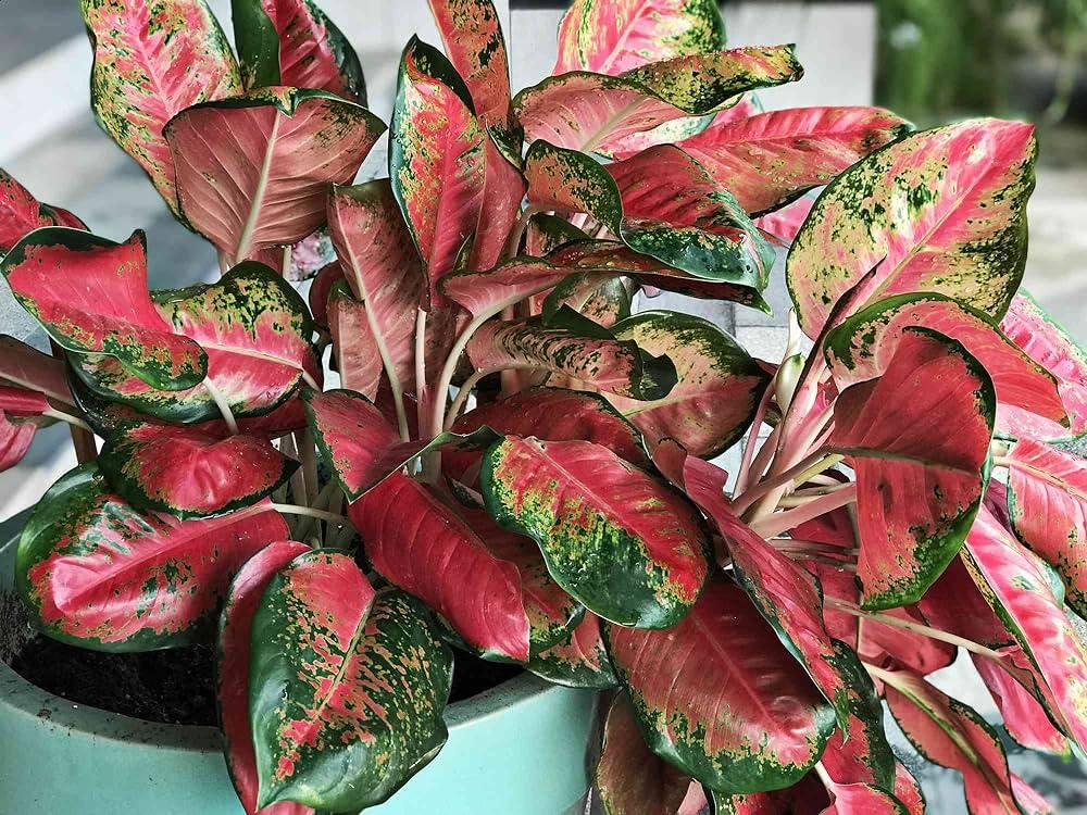 Red Aglaonema Flower seeds for Planting - Wildflower Mix, Heirloom & GMO Free Seeds for Home Garden
 
 Sale seeds for home garden