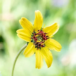Chocolate Daisy Perennial Seeds for Fragrant Flowers in Pollinator Gardens