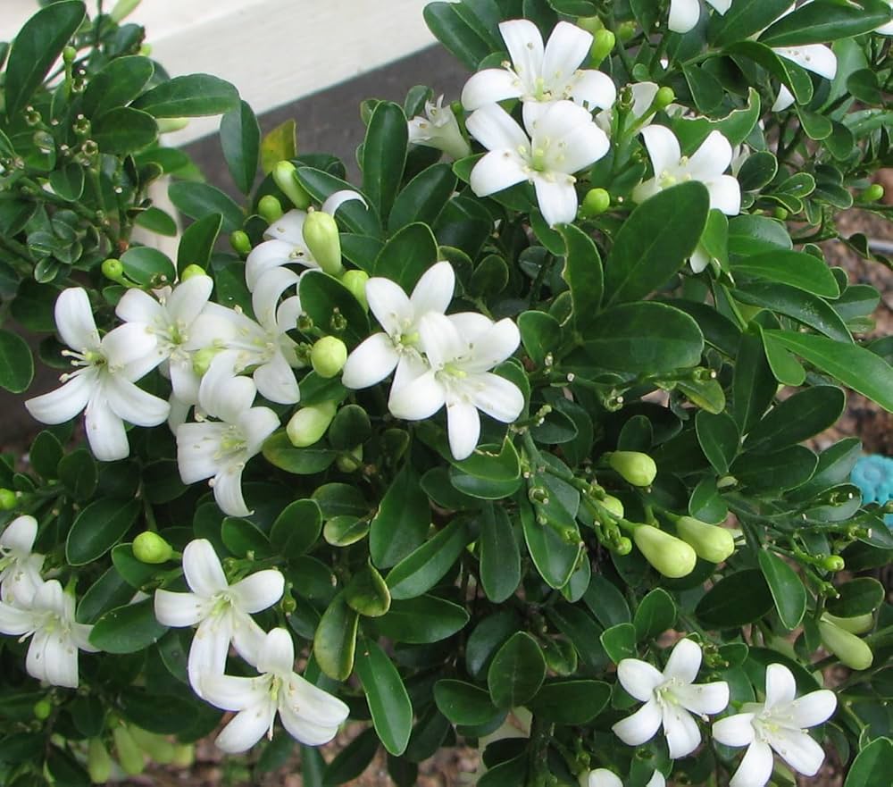 Jasmine Jasminum officinale flower seeds for planting