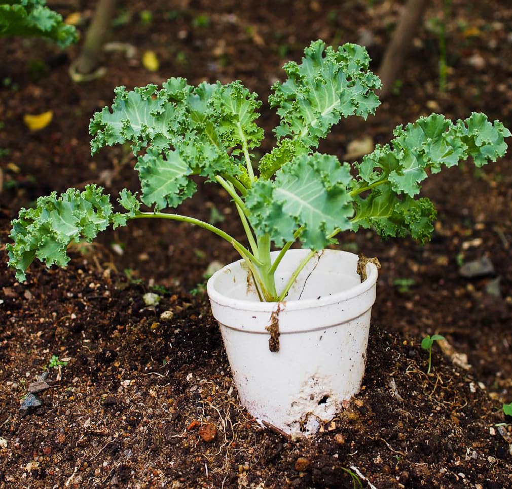 Kale Brassica oleracea for planting in vegetable patch