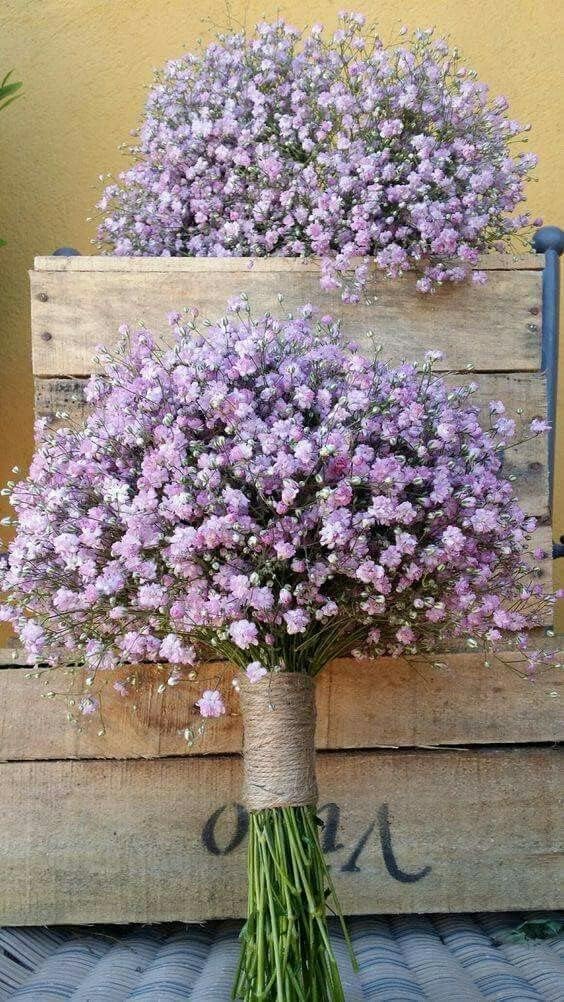 Gypsophila Flores Flower seeds for Planting - Long Bloom Season, Heirloom & GMO Free Seeds for Home Garden
 
 Sale for planting in home garden