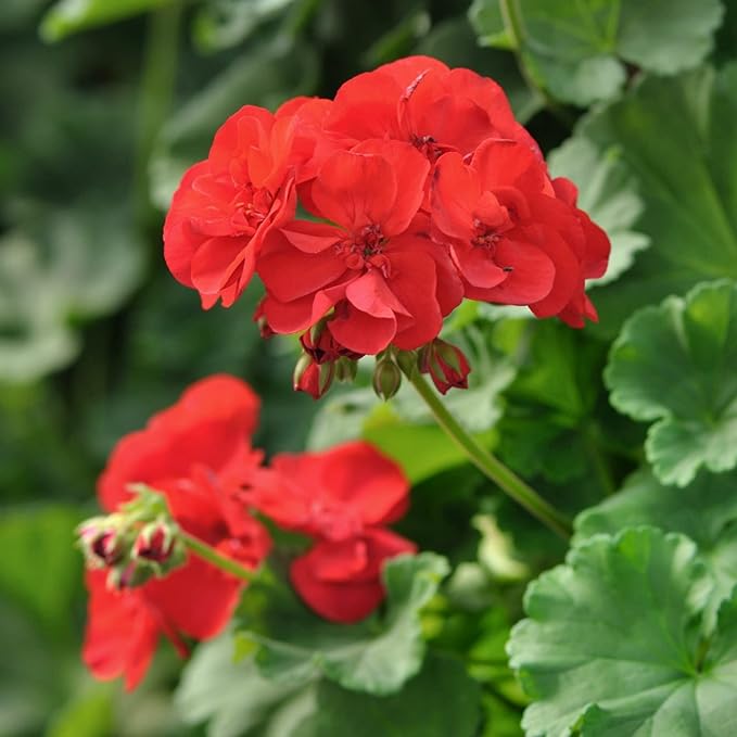 Geranium Flower seeds for Planting - Cottage Garden Essential, Heirloom & GMO Free Seeds for Home Garden
 
 Sale for planting in home garden