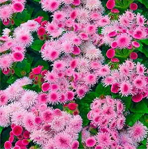 Floss Flower seeds for soft, colorful blooms