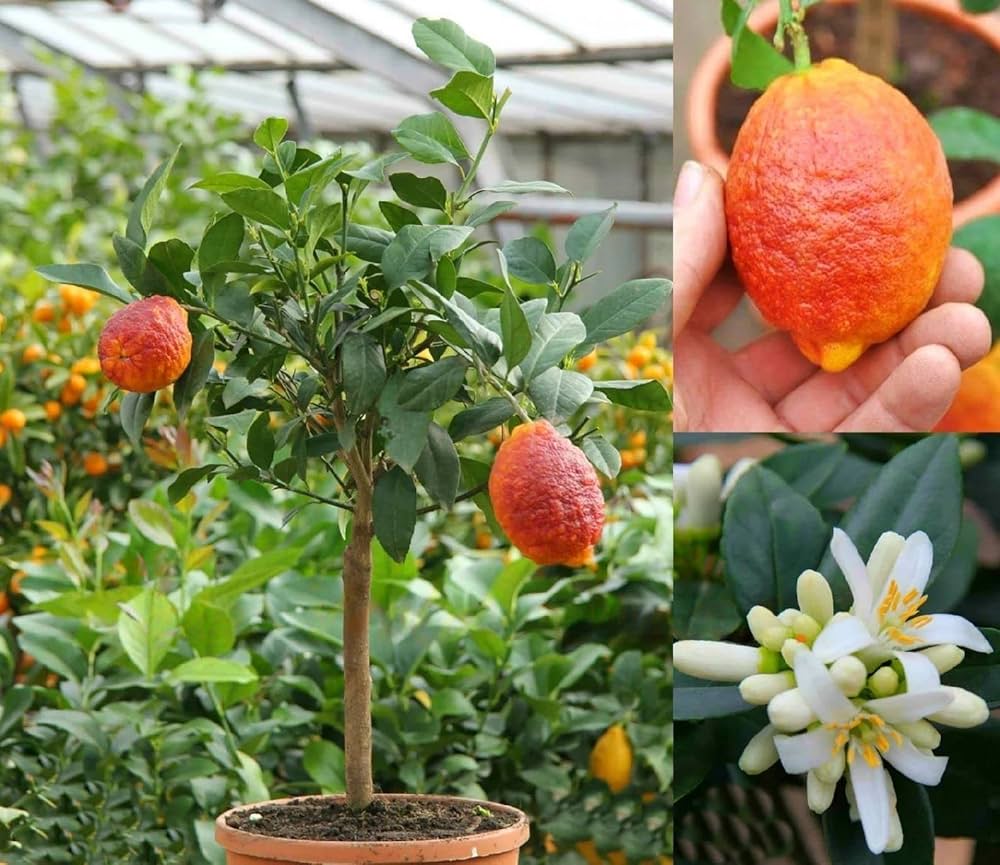 Red Lemon Fruit Seeds Yellow Planting