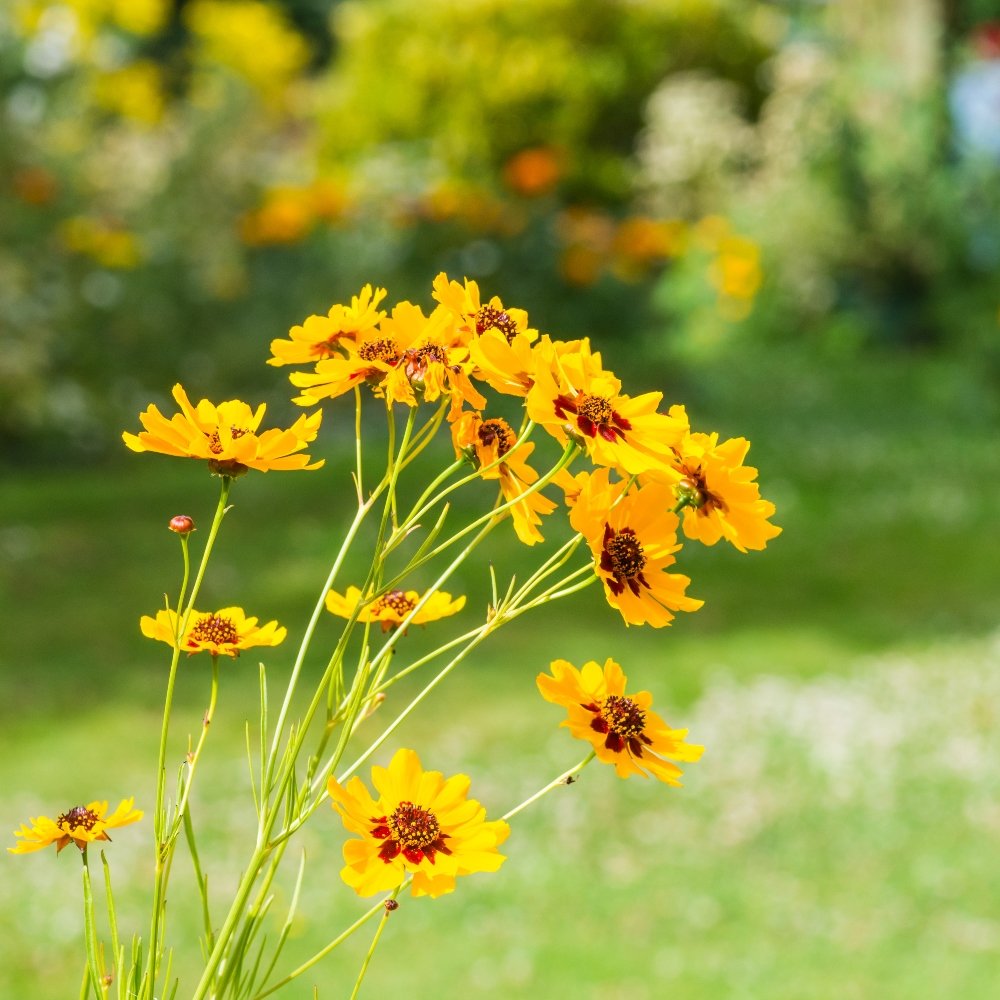 Coreopsis High Mix wildflower seeds for vibrant summer gardens