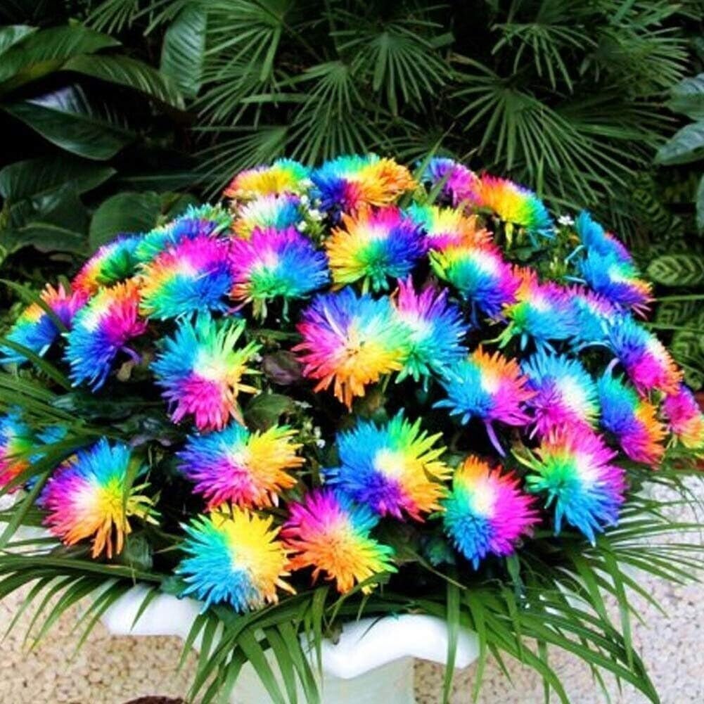 Rainbow Chrysanthemum Flower seeds for Planting - Fragrant Blossoms, Heirloom & GMO Free Seeds for Home Garden
 
 Sale seeds for home garden