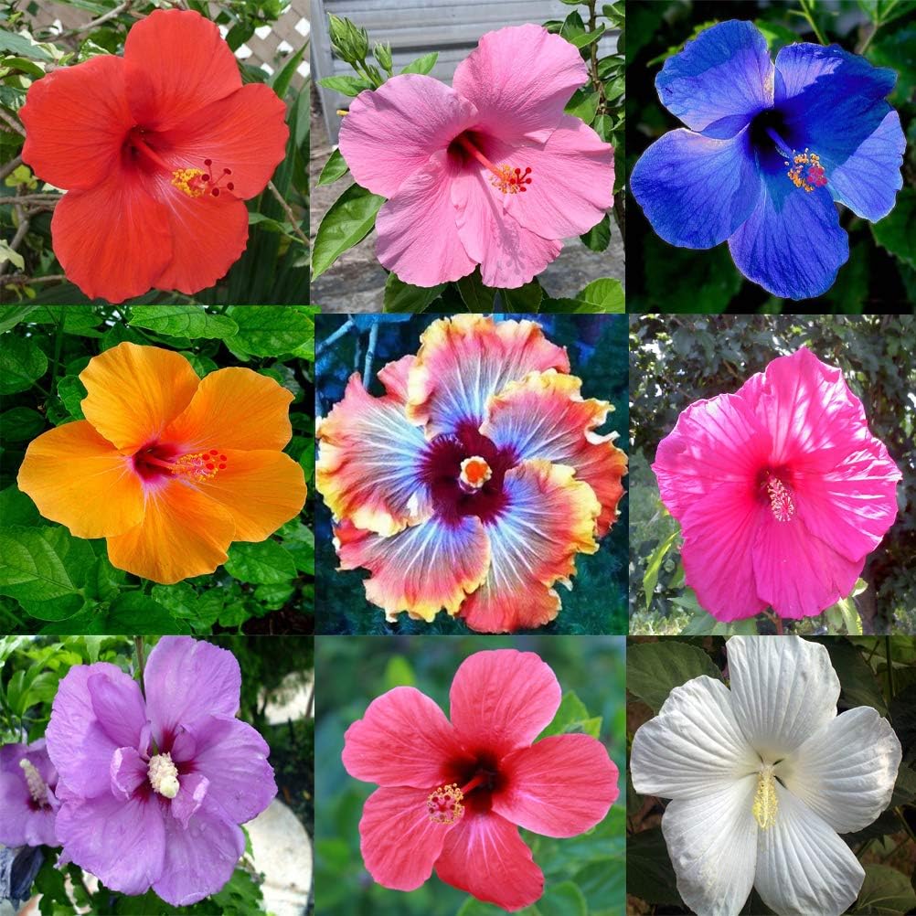 Hibiscus Mixed Flower seeds for Planting - Pollinator Friendly, Heirloom & GMO Free Seeds for Home Garden
 
 Sale seeds for planting in home garden