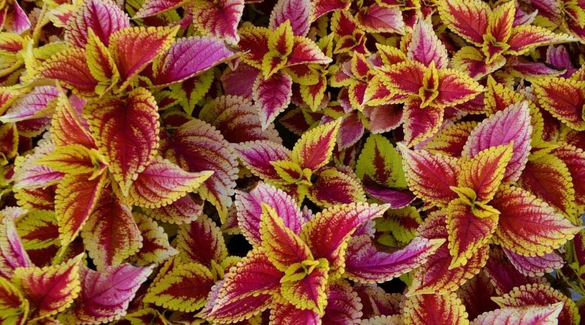 Light Yellow & Pink Coleus Flower seeds for Planting - Cut Flower Favorite, Heirloom & GMO Free Seeds for Home Garden
 
 Sale seeds for planting in home garden
