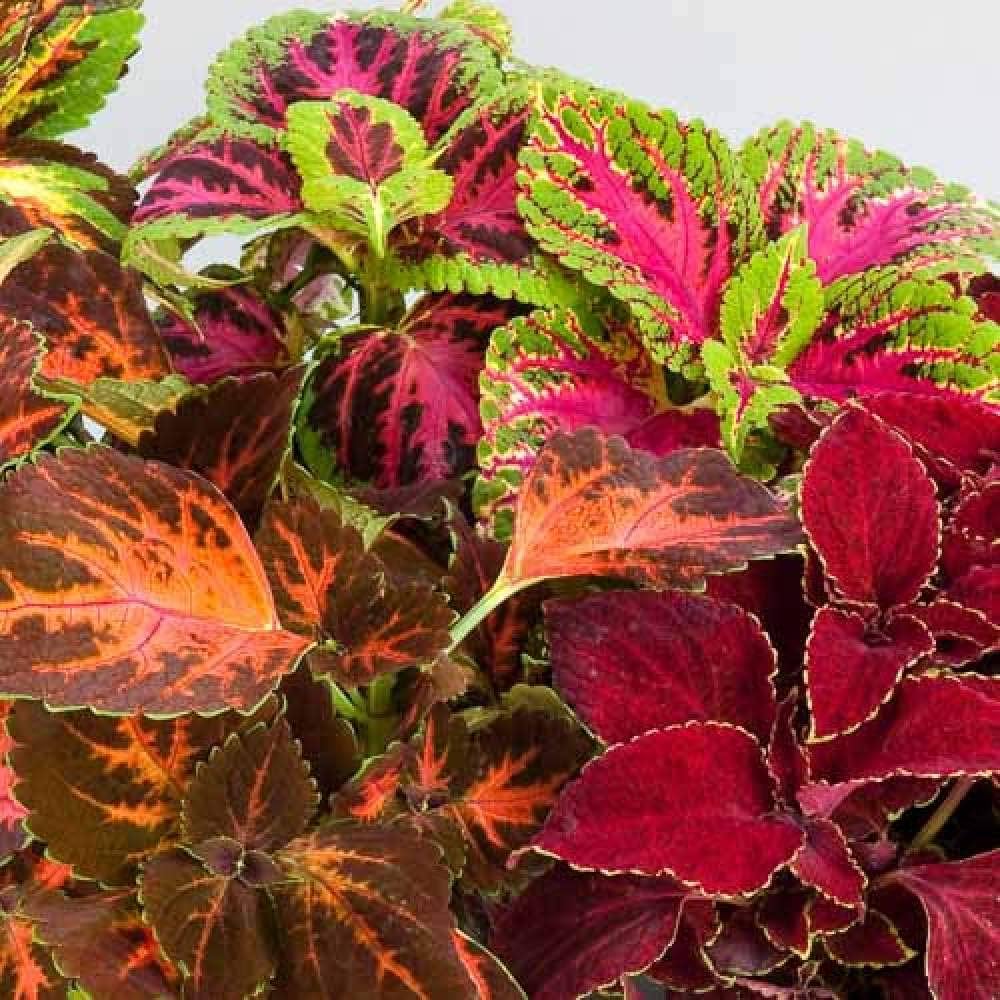 Coleus Rainbow Festive foliage for shade garden