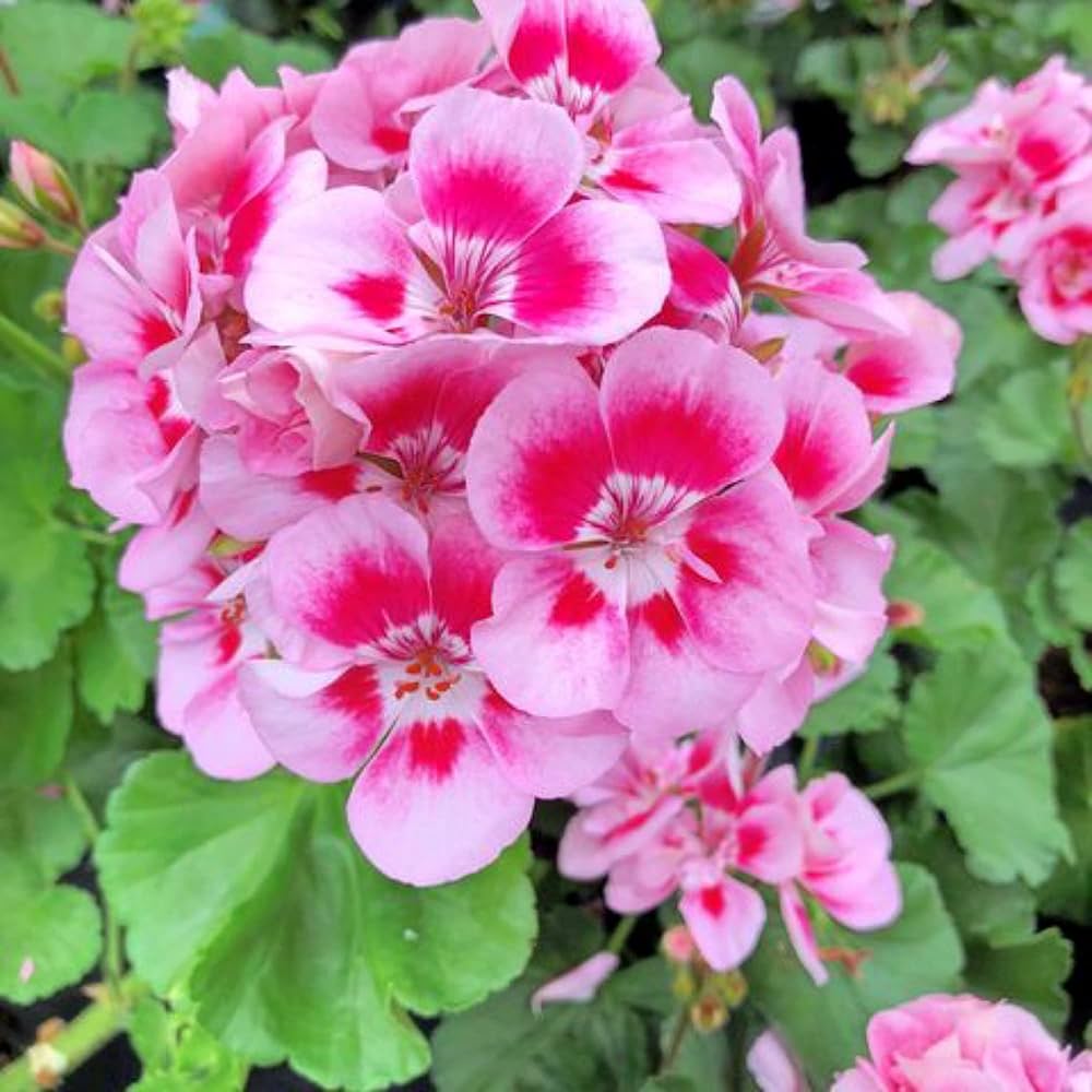 Peach Geranium Pelargonium Flower seeds for Planting - Hardy Variety, Heirloom & GMO Free Seeds for Home Garden
 
 Sale seeds for planting in home garden