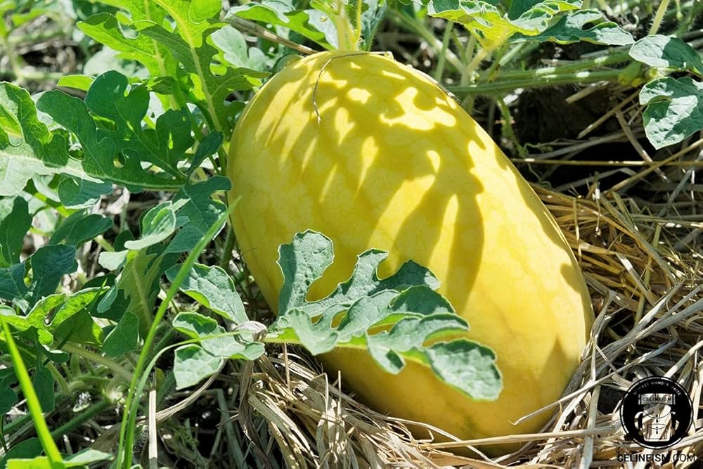Golden Pioneer Hybrid Seeds for Sweet Asian Watermelon Variety