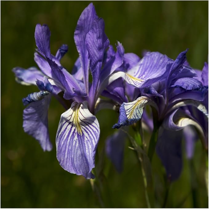 Iris Iris spp for planting in flower bed