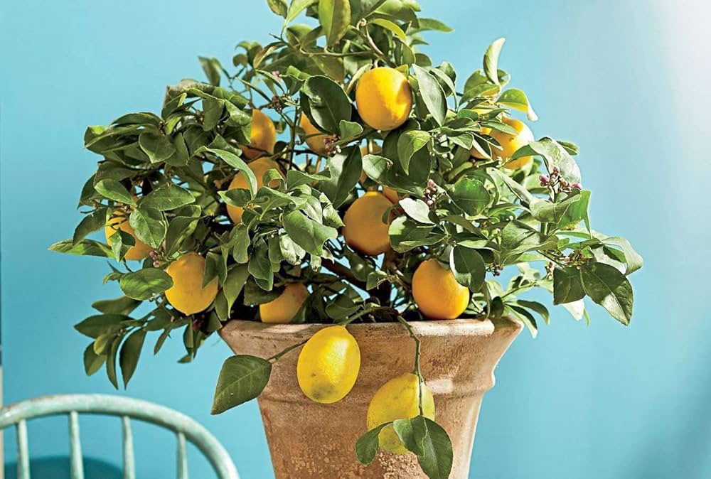 Meyer Lemon Citrus limon for planting in garden