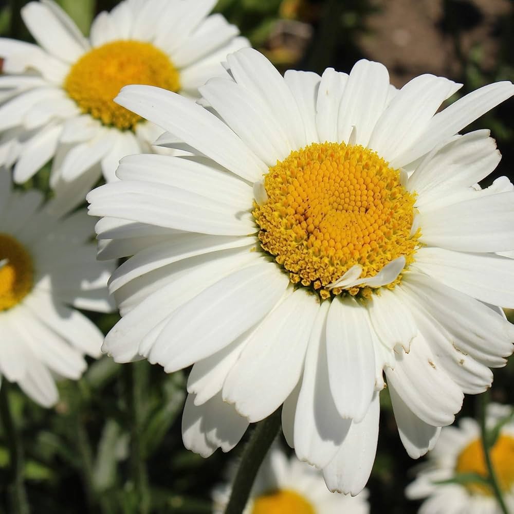 Gemalten Daisy Wild American Butterfly Flower Seeds
