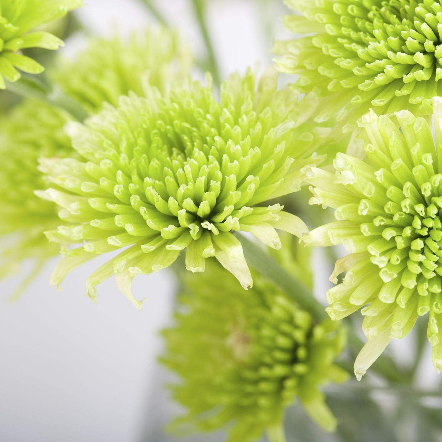 Light Green Aster Seeds For Planting - Cultivate Serene Beauty