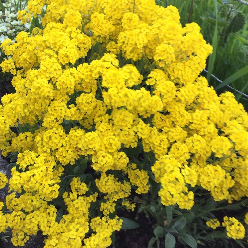 Alyssum Basket of Gold Seeds for planting in flower bed