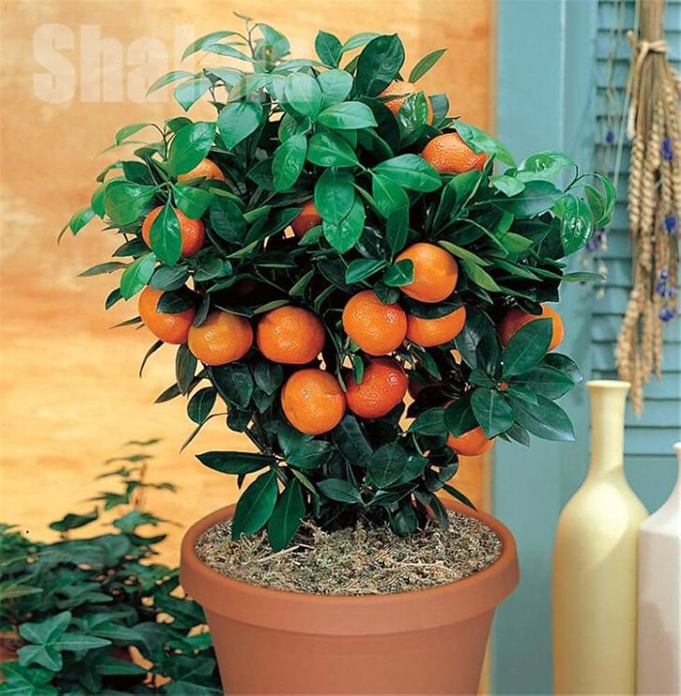 Mandarin Dream Citrus reticulata for planting in tropical garden
