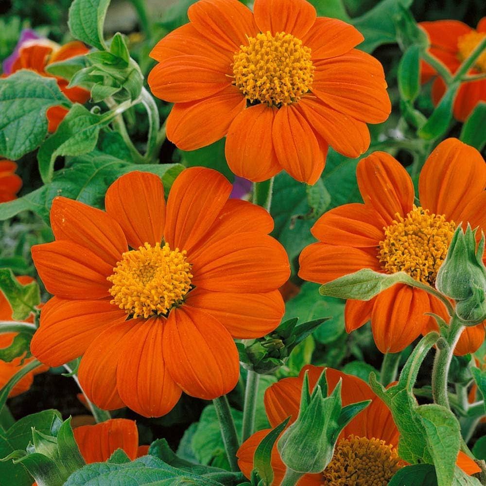 Orange Tithonia Speciosa Flower seeds for Planting - Perfect for Borders, Heirloom & GMO Free Seeds for Home Garden
 
 Sale seeds for planting in home garden