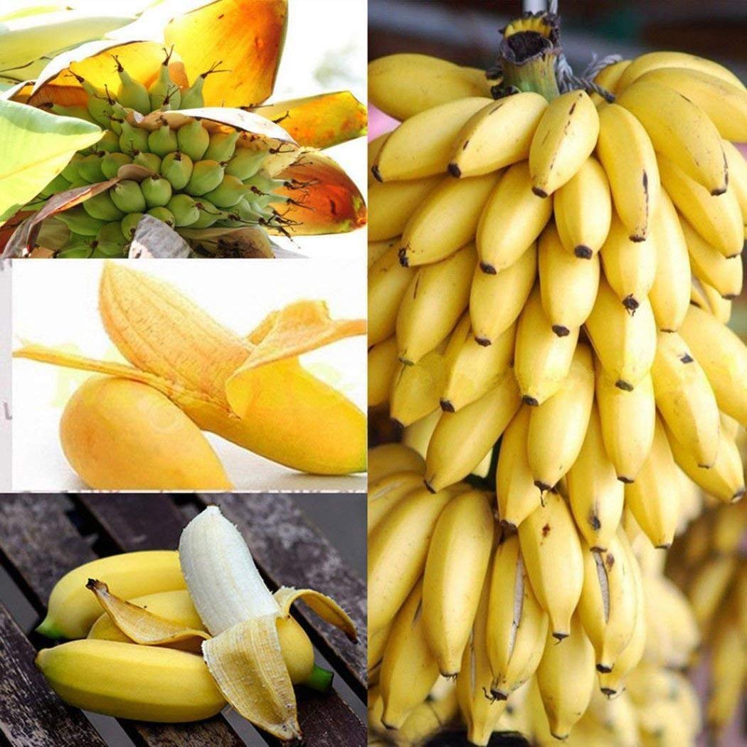 Banana for planting in tropical garden